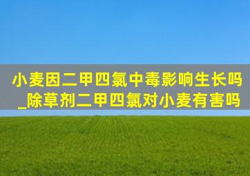 小麦因二甲四氯中毒影响生长吗_除草剂二甲四氯对小麦有害吗